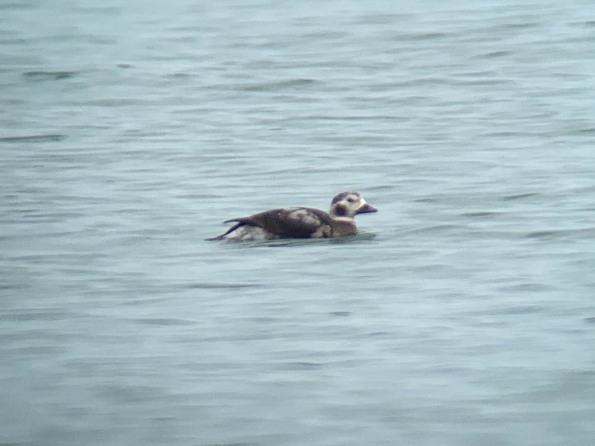 Long-tailed Duck - Paul Jacyk