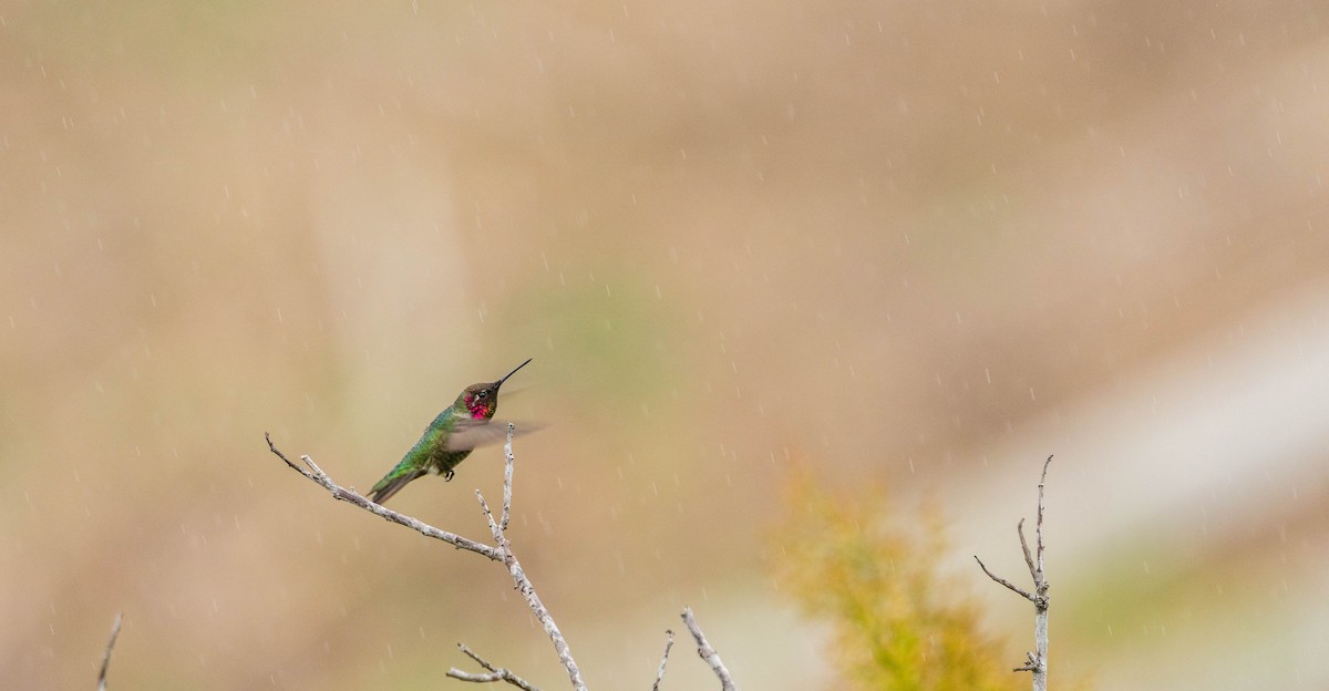 Anna's Hummingbird - Betsy Miller