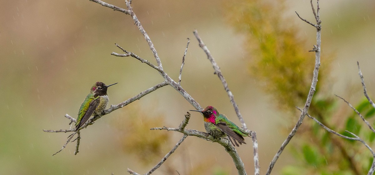 Anna's Hummingbird - Betsy Miller