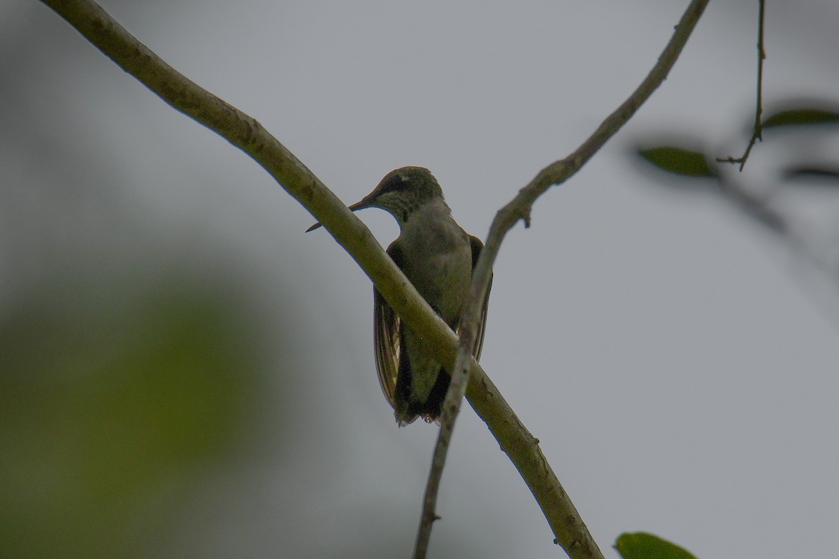 Ruby-throated Hummingbird - ML611269448