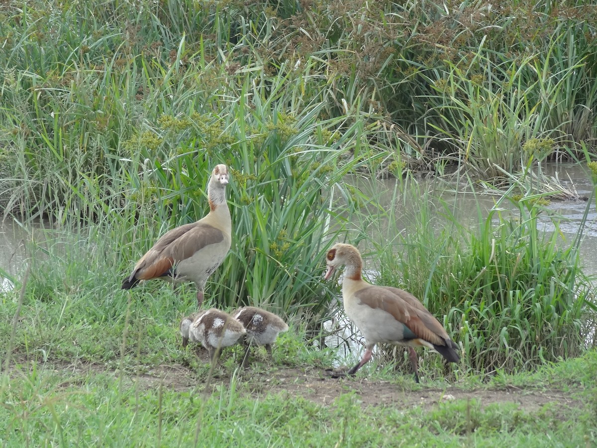 Egyptian Goose - ML611269480