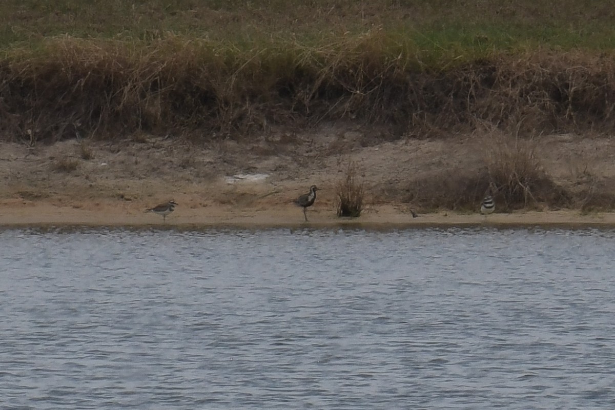 Pacific Golden-Plover - ML611269486