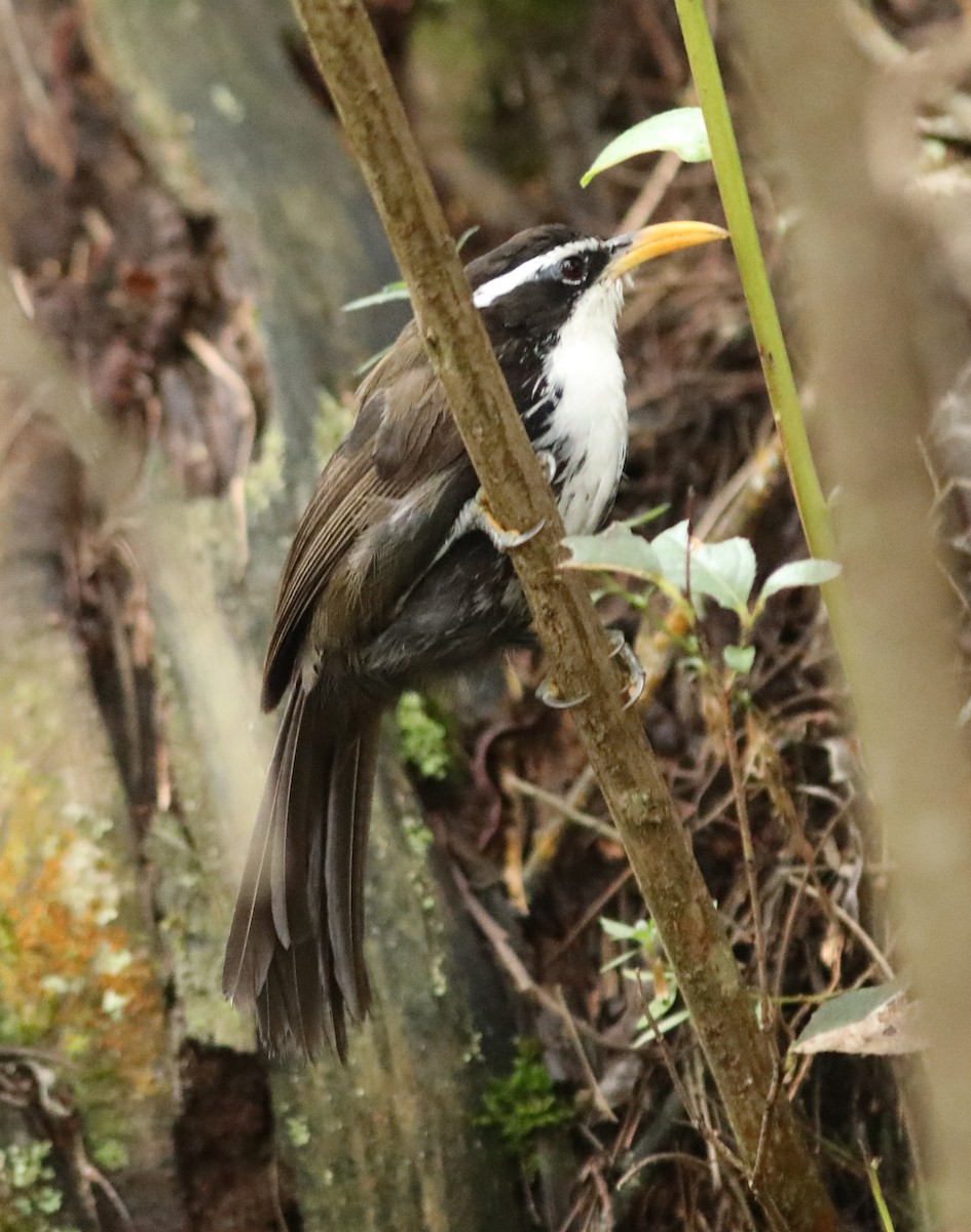 Indian Scimitar-Babbler - ML611269591