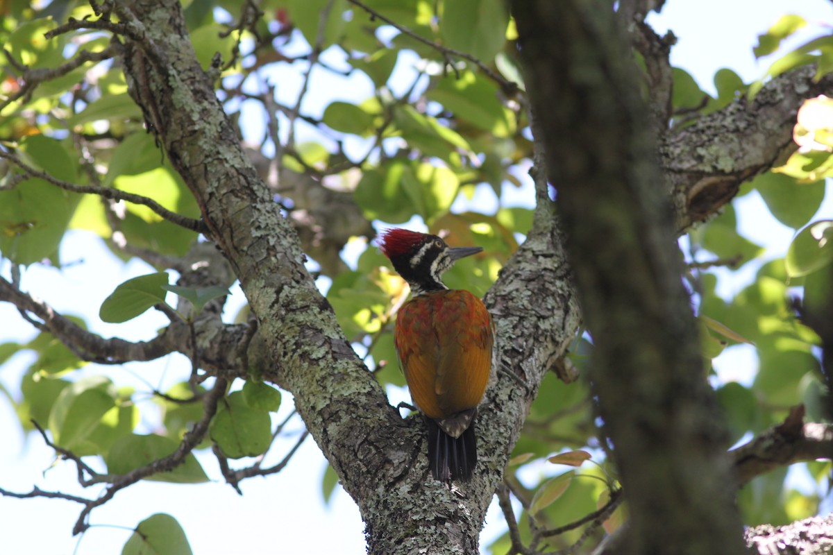 Malabar Flameback - ML611269706