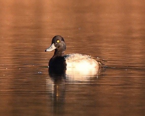 Greater Scaup - ML611269723