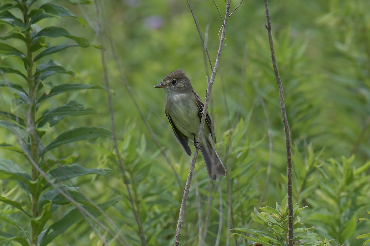 Willow Flycatcher - ML611269740