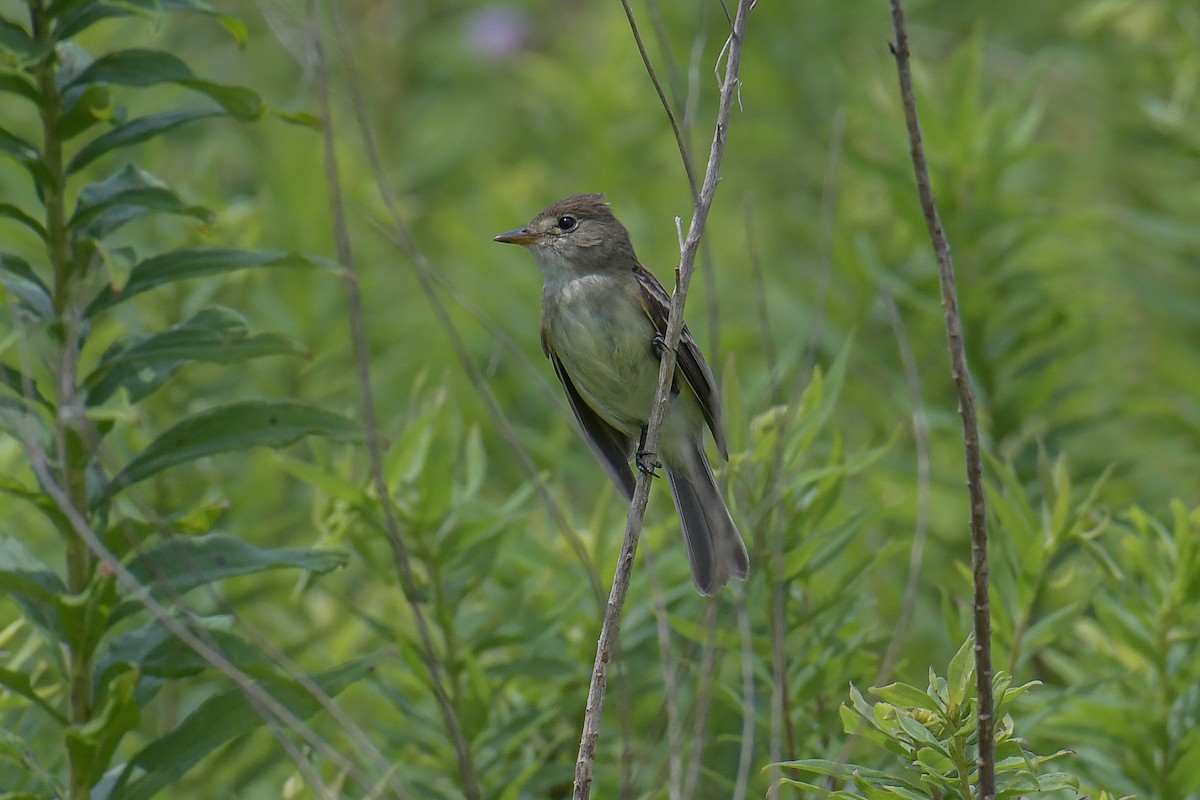 Willow Flycatcher - ML611269741