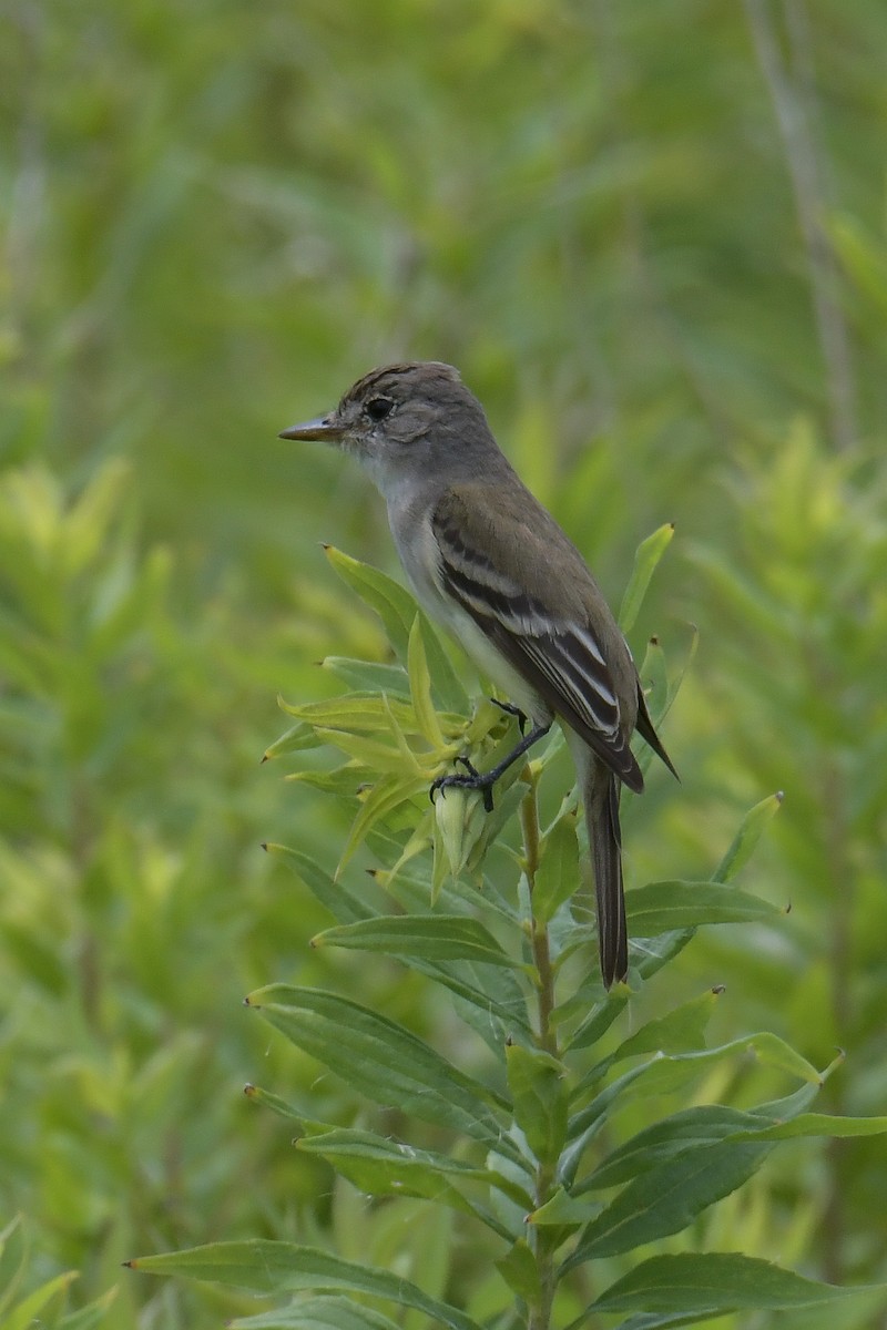 Willow Flycatcher - ML611269742