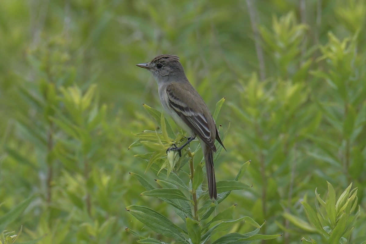 Willow Flycatcher - ML611269743