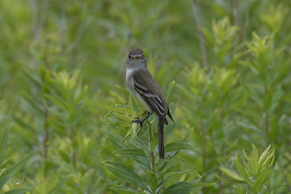 Willow Flycatcher - ML611269746