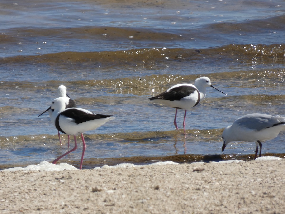 Banded Stilt - ML611269789