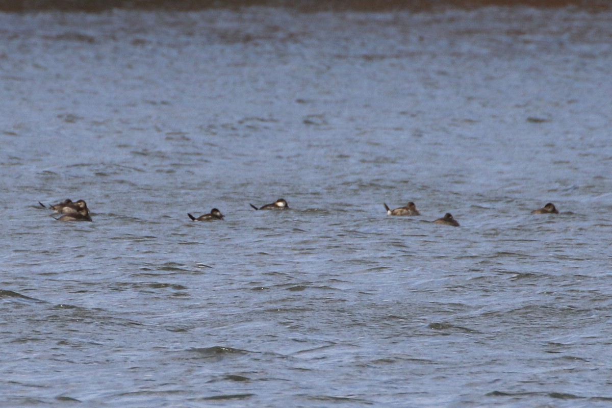 Ruddy Duck - Karen & Tom Beatty