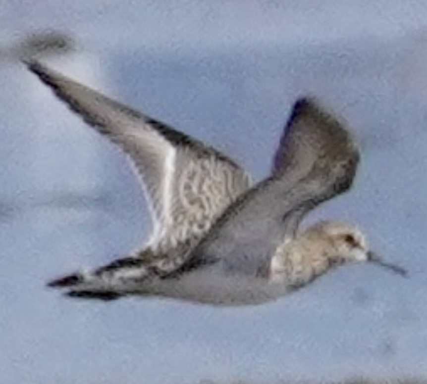 Baird's Sandpiper - ML611269862