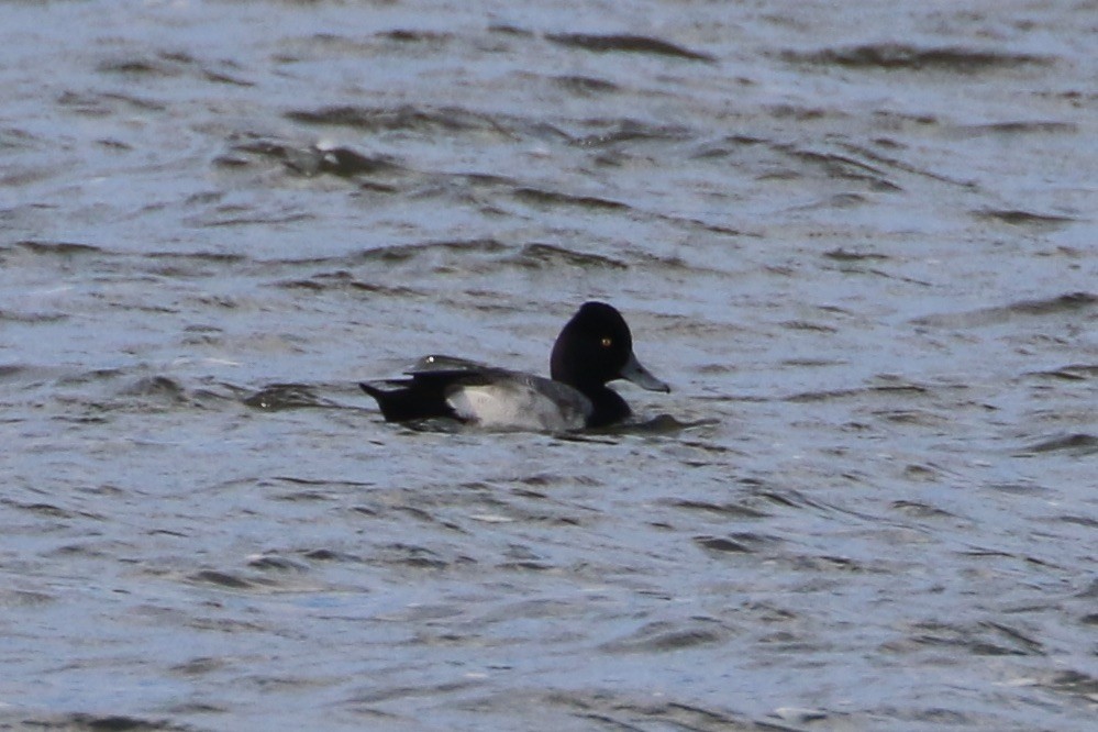 Lesser Scaup - Karen & Tom Beatty