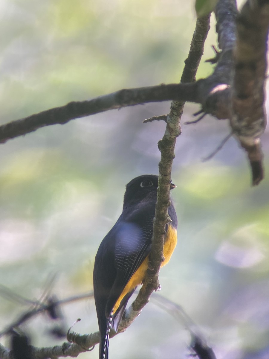 trogon podvazkový - ML611269875