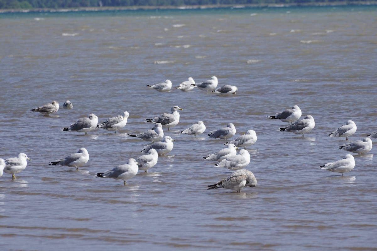 California Gull - ML611269884