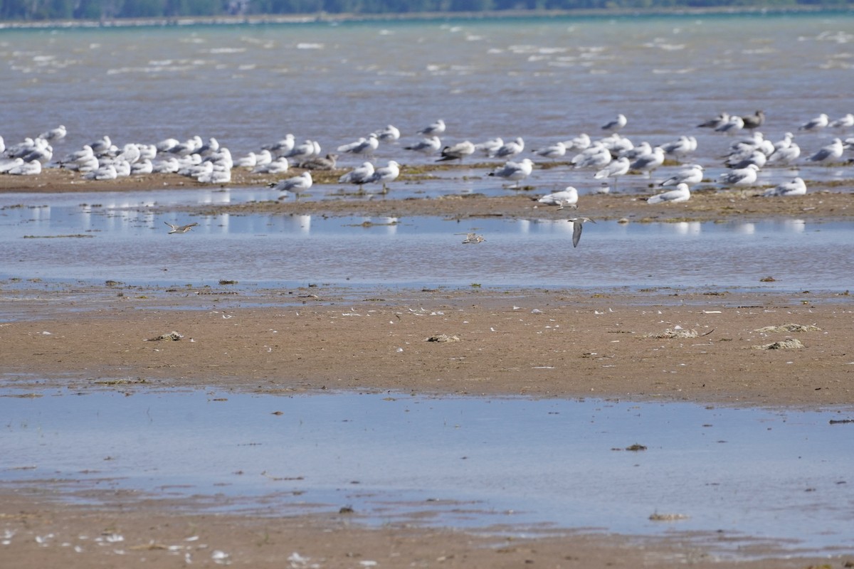 Gaviota Californiana - ML611269885