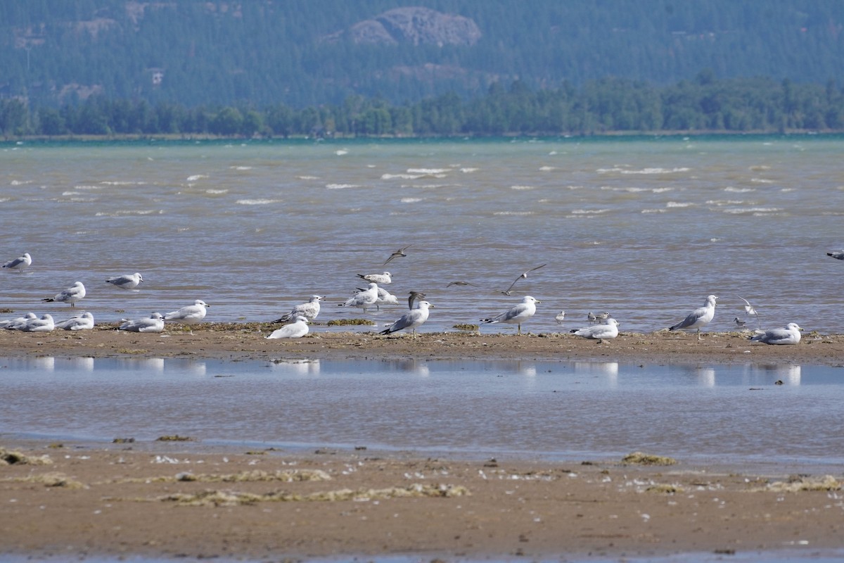 Gaviota Californiana - ML611269886