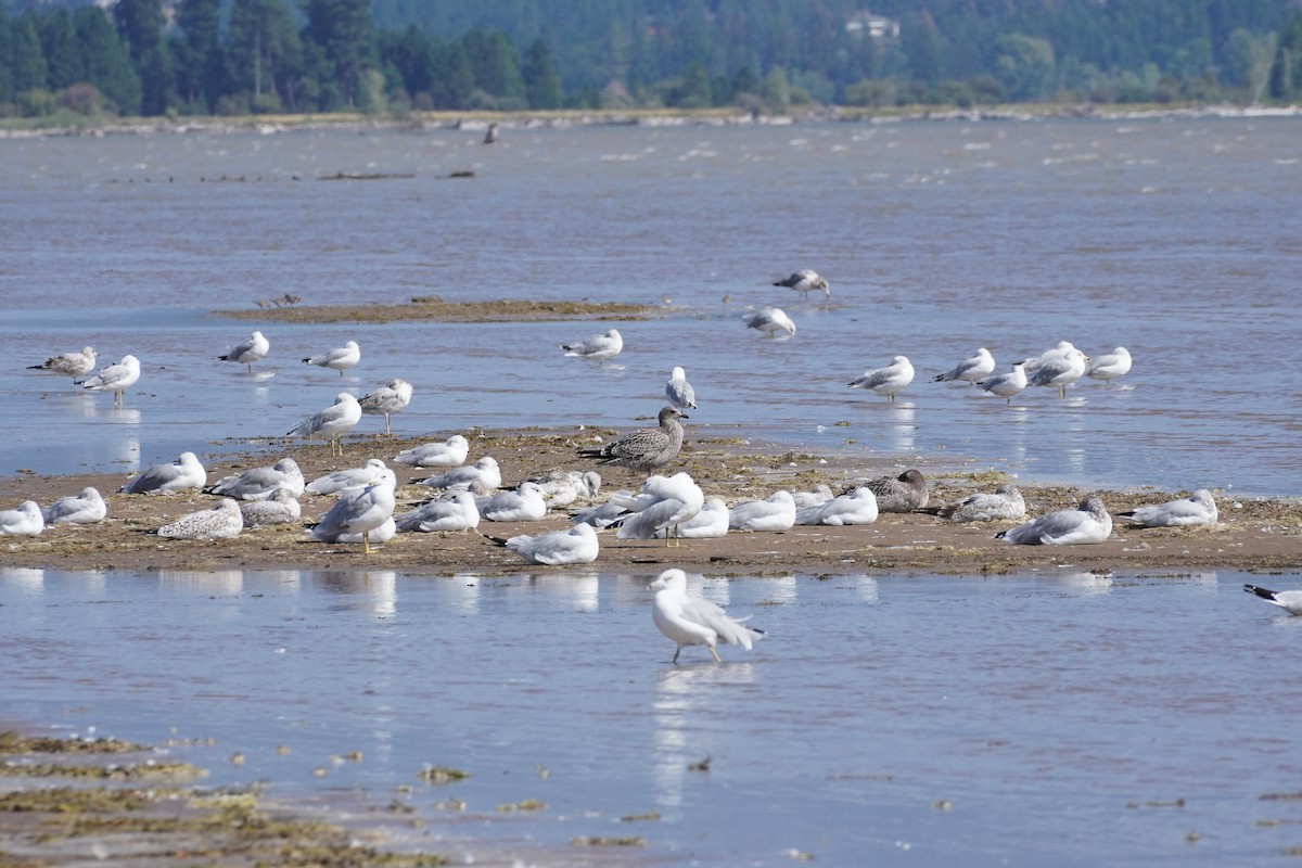 California Gull - ML611269887