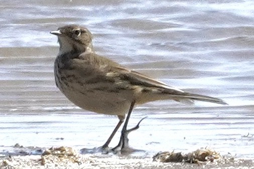 פפיון ממושקף - ML611269893