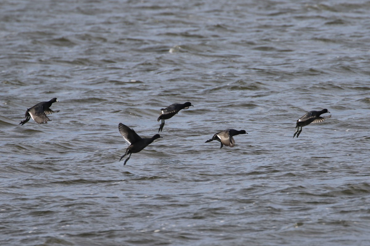 American Coot - ML611269907