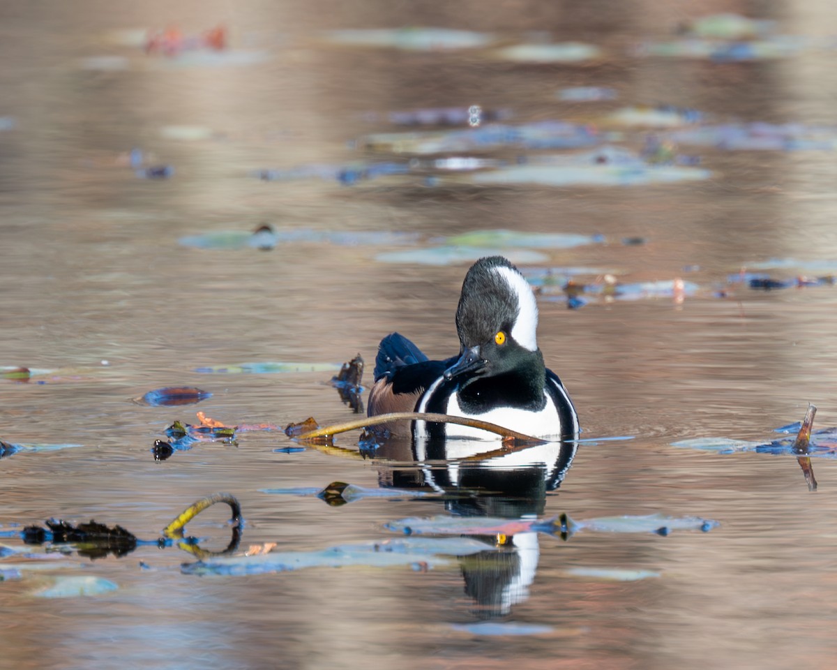 Hooded Merganser - ML611269917