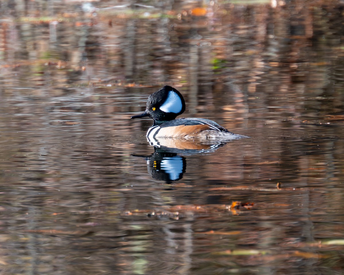 Hooded Merganser - ML611269918