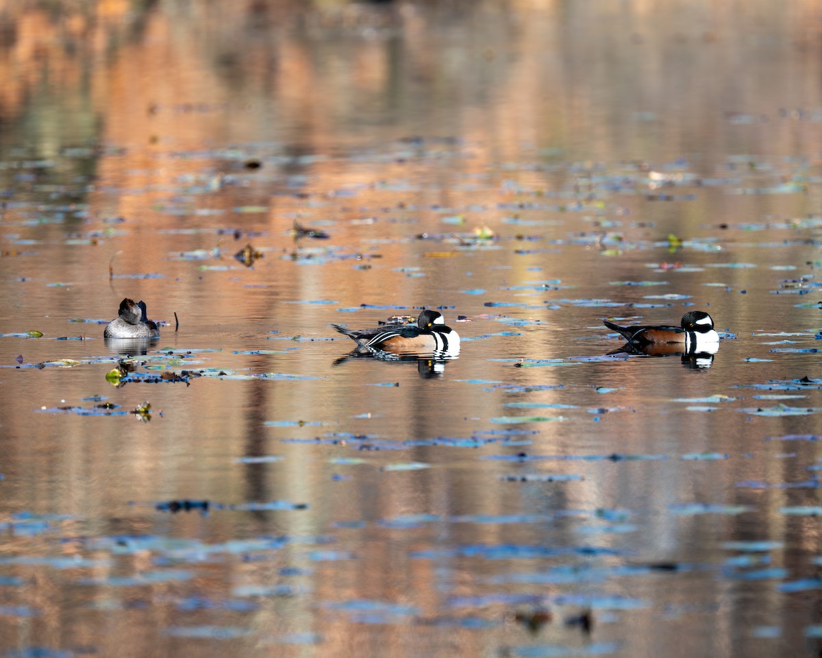 Hooded Merganser - ML611269919