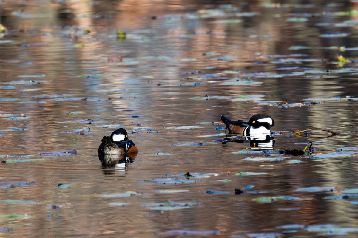 Hooded Merganser - ML611269920