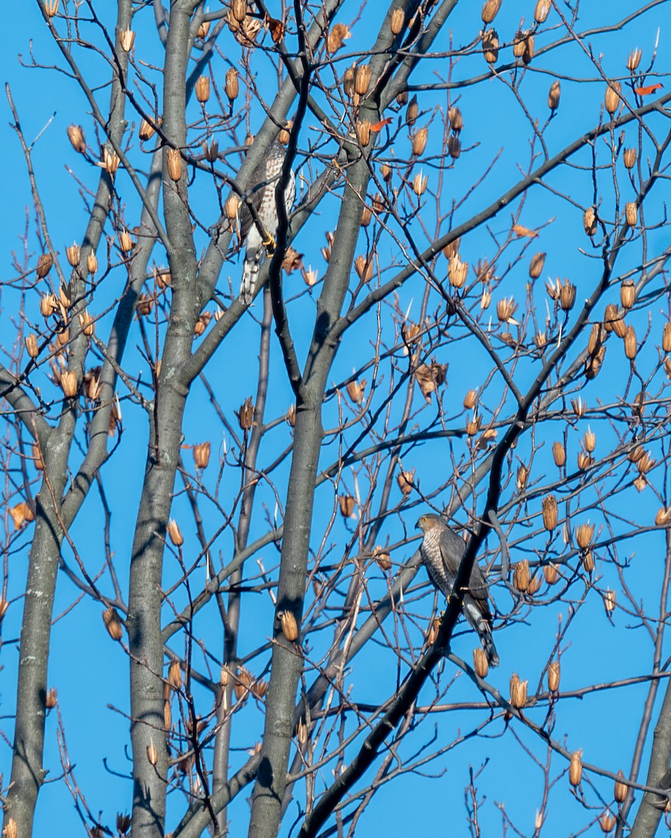 Cooper's Hawk - ML611269949