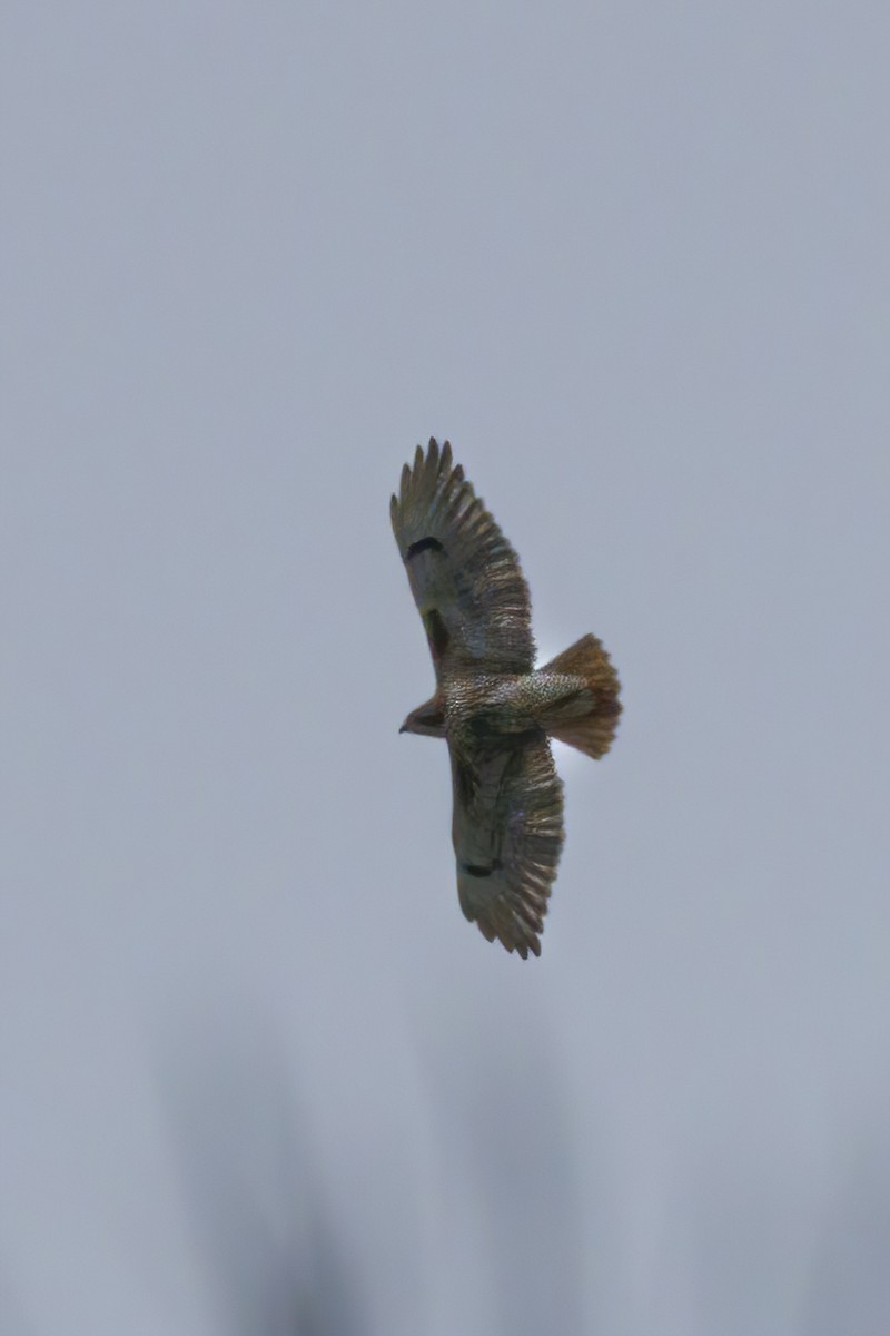Red-tailed Hawk - ML611269950