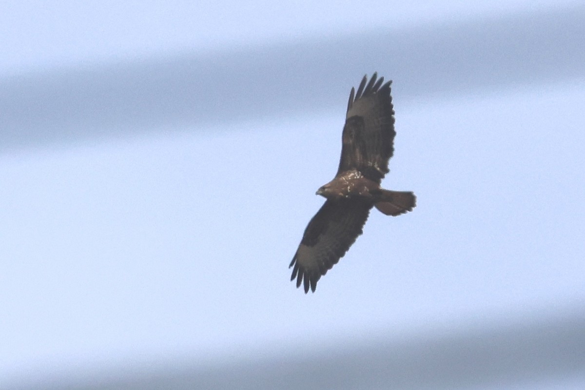 Common Buzzard - Ingvar Atli Sigurðsson