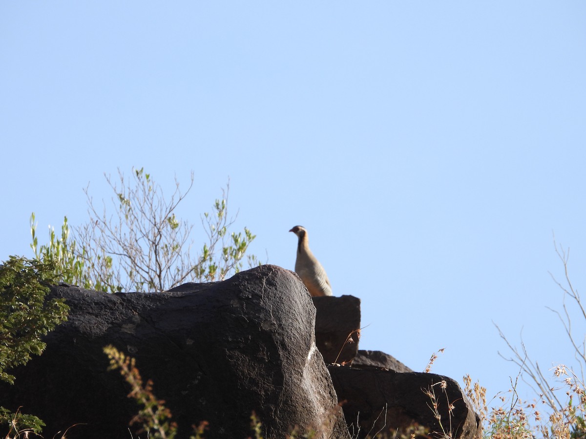 Arabian Partridge - ML611269972