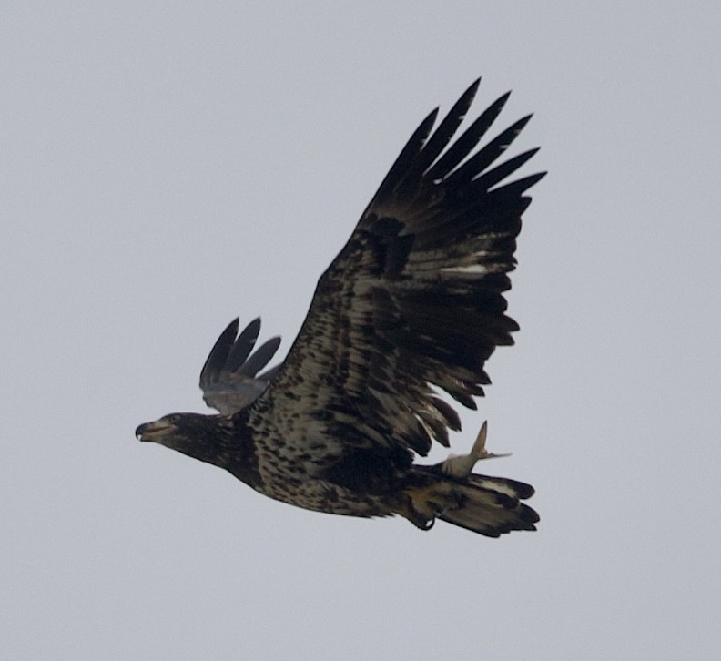 Bald Eagle - ML611270010