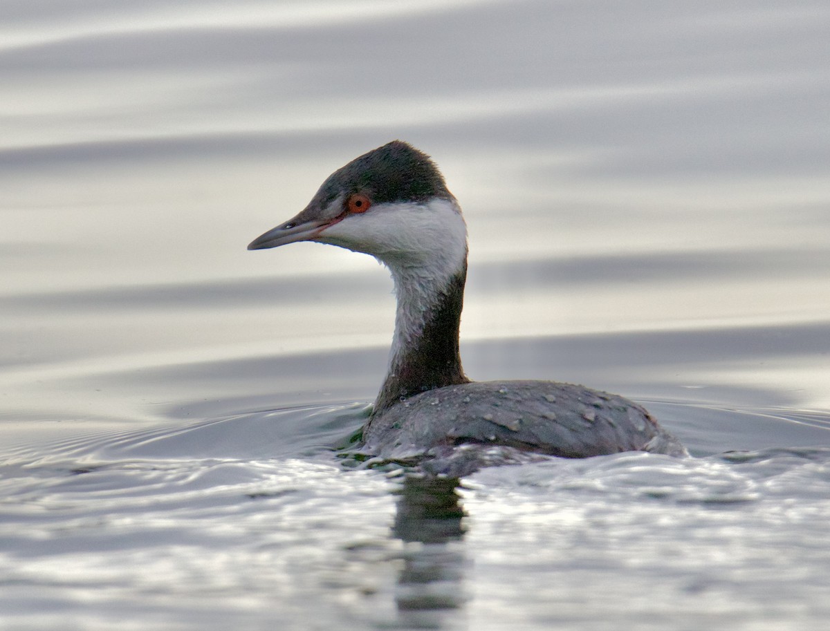 Horned Grebe - ML611270085