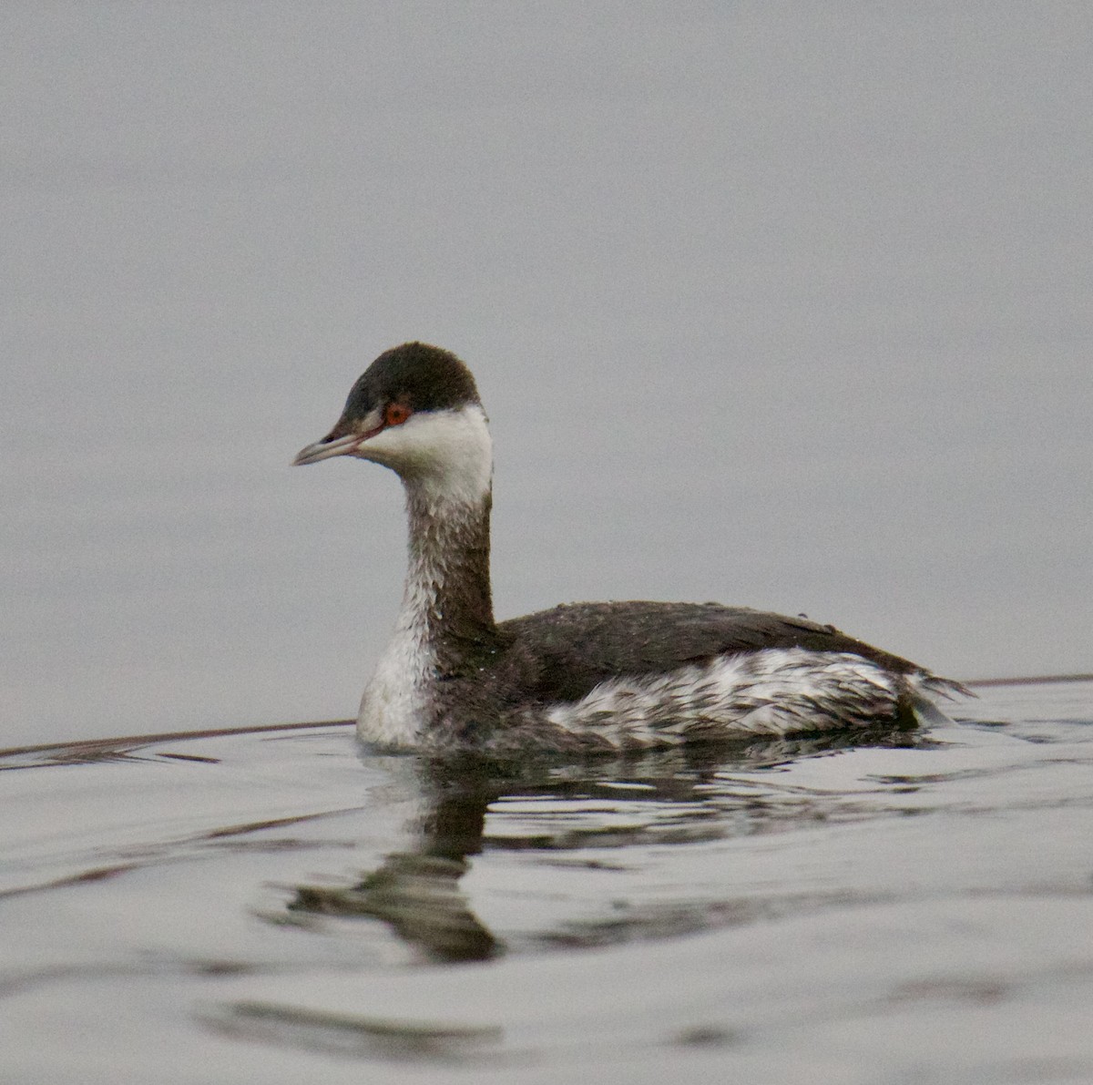 Horned Grebe - ML611270086