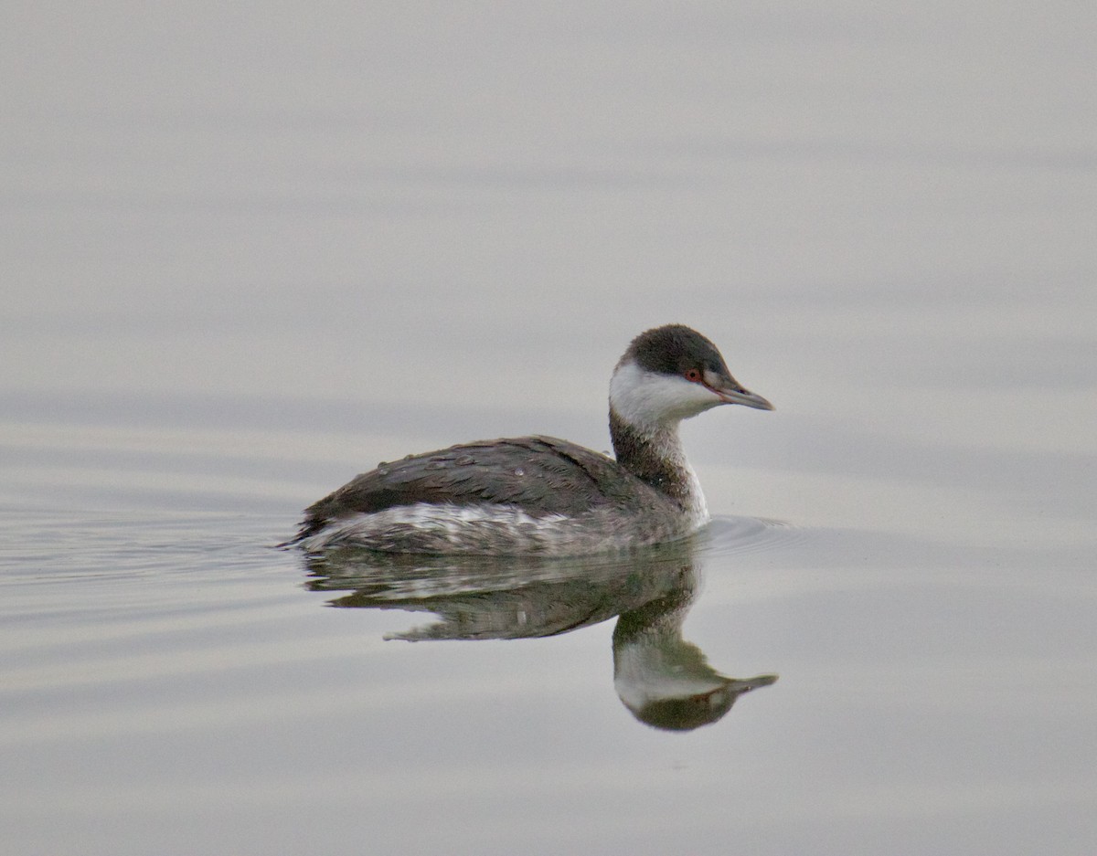 Horned Grebe - ML611270087