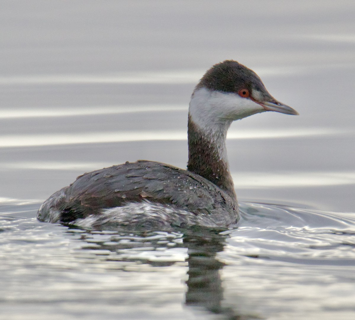 Horned Grebe - ML611270088