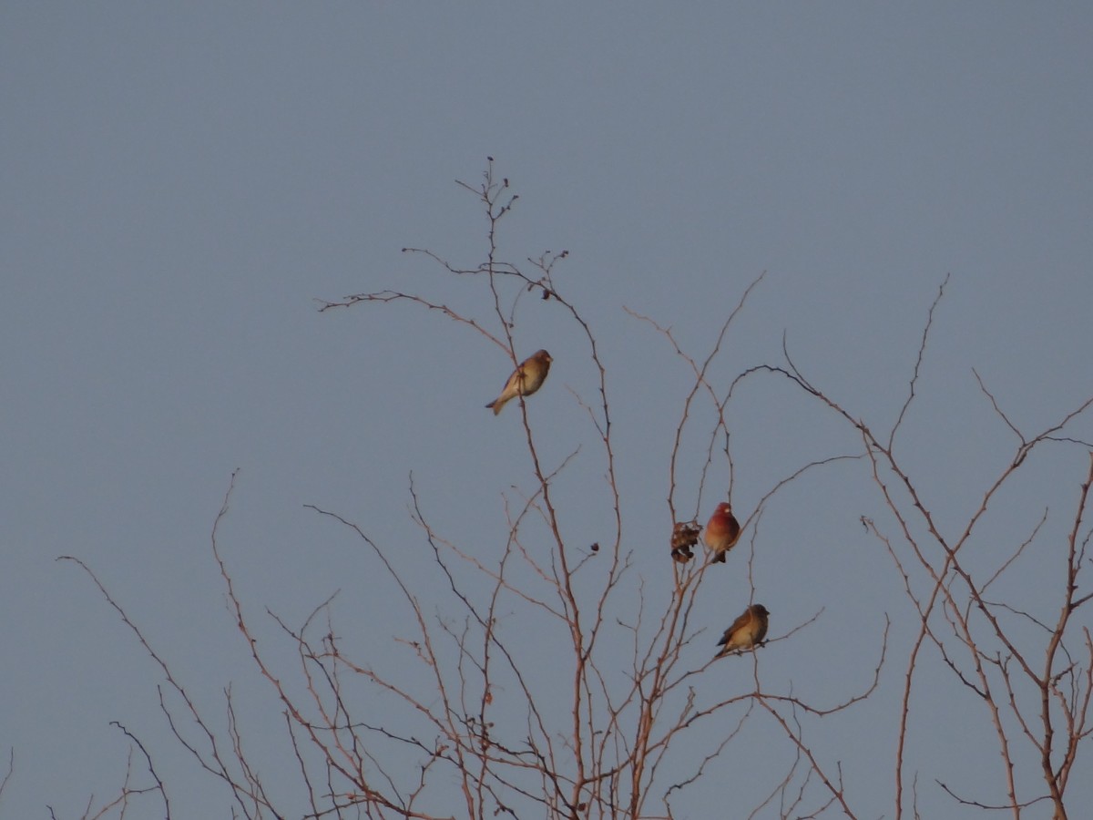 Common Rosefinch - Ashish Gajjar