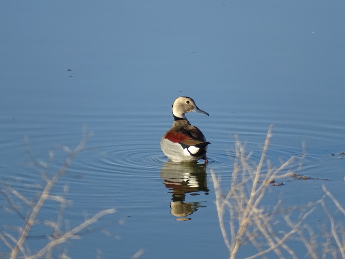 Ringed Teal - ML611270150