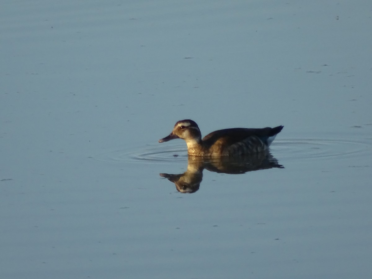 Ringed Teal - ML611270165