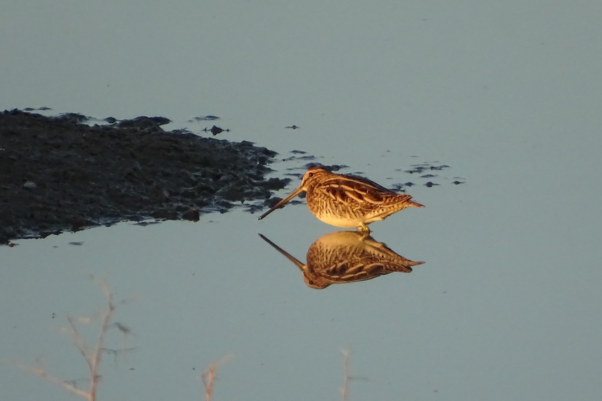 Common Snipe - ML611270188