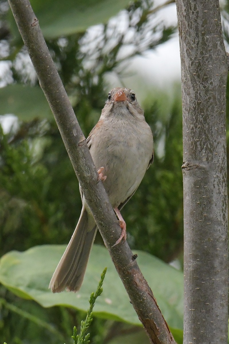 Field Sparrow - ML611270204