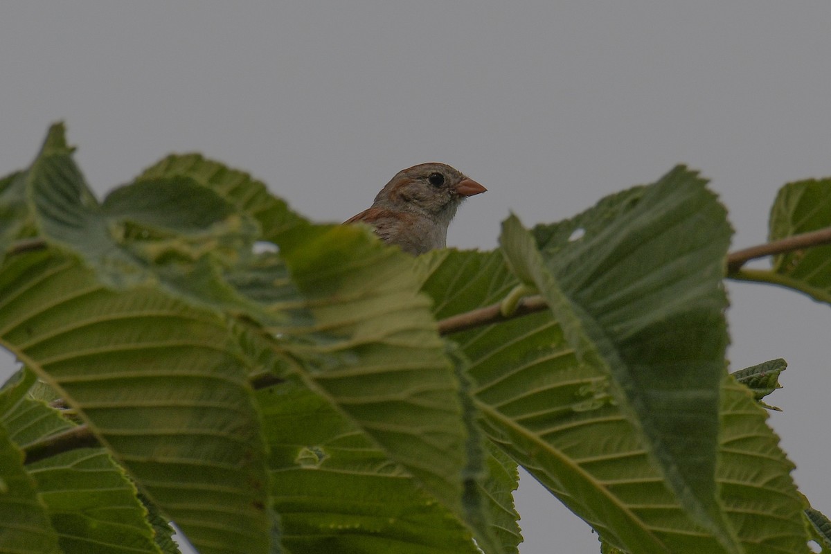 Field Sparrow - ML611270205