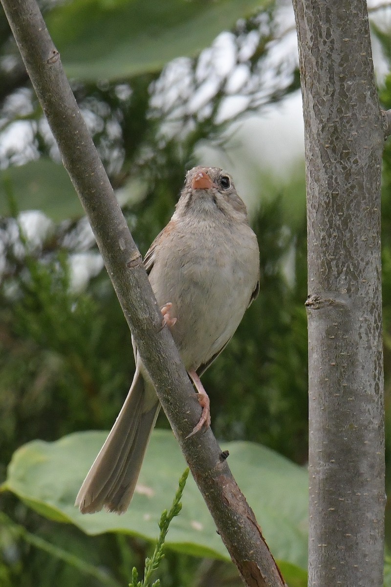 Field Sparrow - ML611270206
