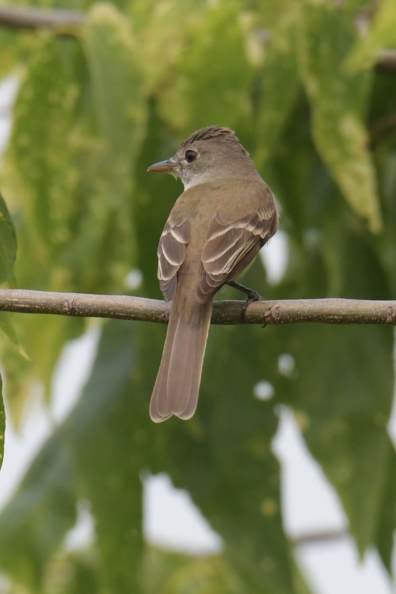 Willow Flycatcher - ML611270222