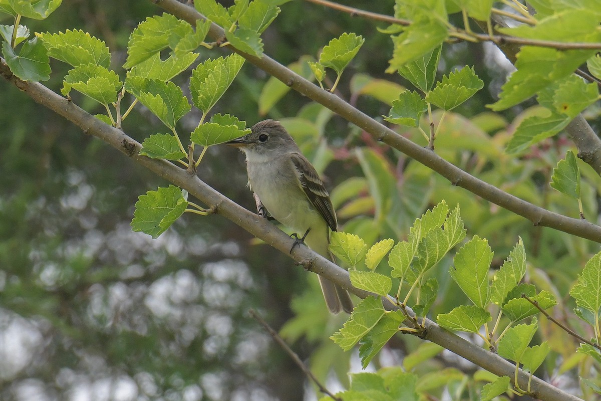 Willow Flycatcher - ML611270225