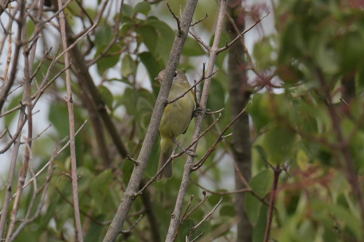 Bell's Vireo - ML611270237