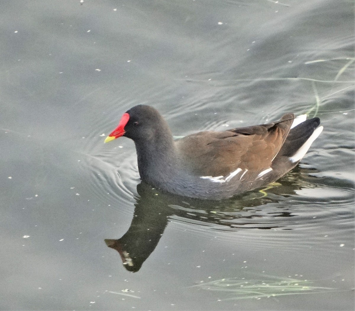 Eurasian Moorhen - ML611270256