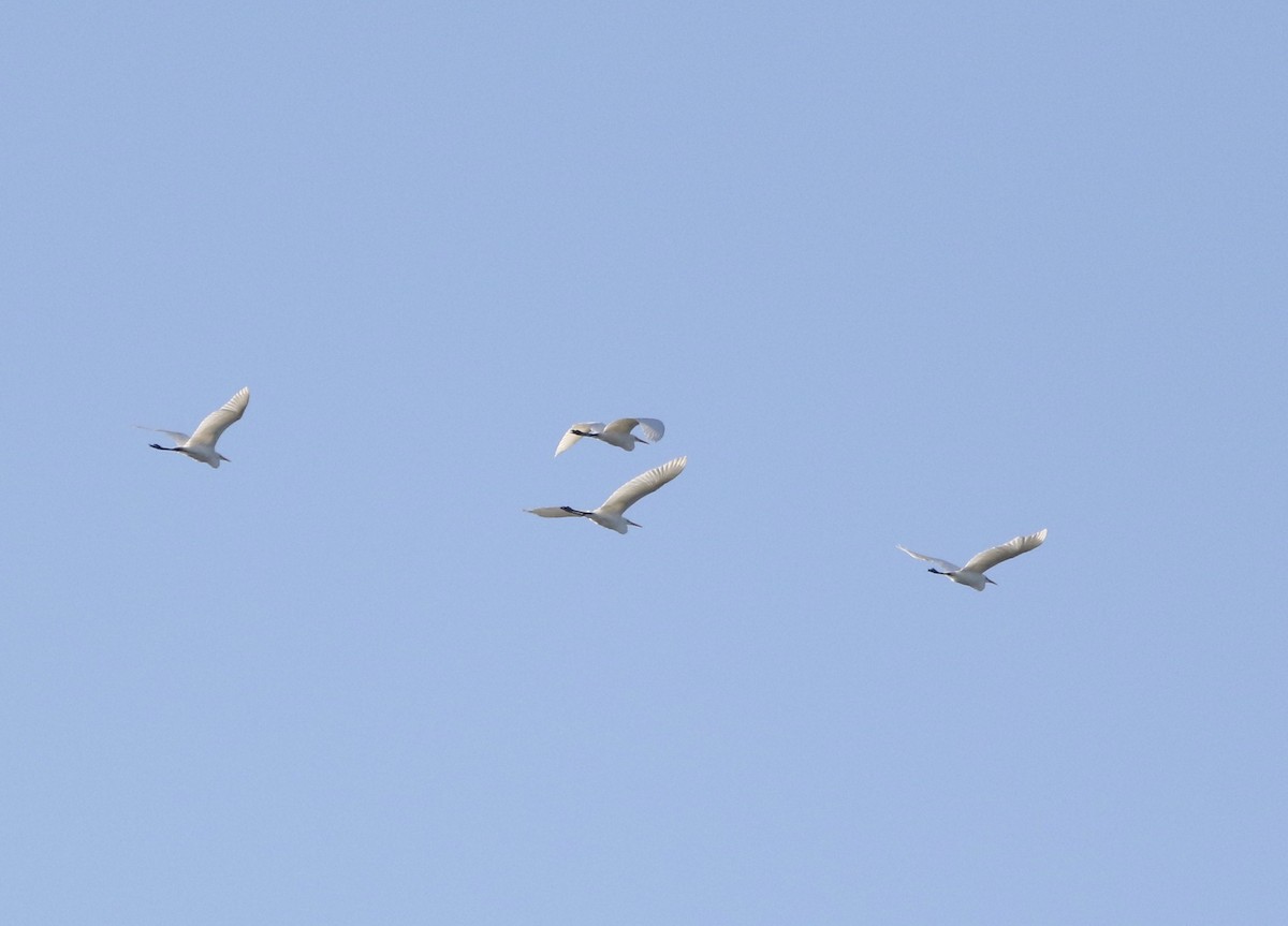 Great Egret - ML611270335